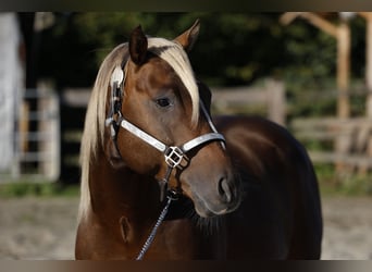 American Quarter Horse, Hengst, 7 Jahre, 147 cm, Brauner