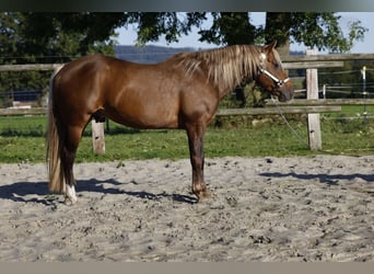 American Quarter Horse, Hengst, 7 Jahre, 147 cm, Brauner