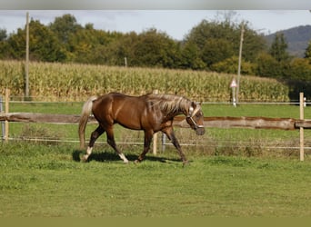 American Quarter Horse, Hengst, 7 Jahre, 147 cm, Brauner