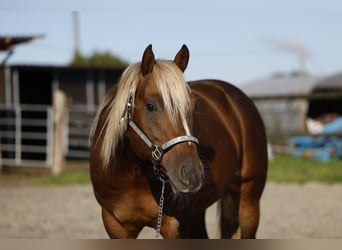 American Quarter Horse, Hengst, 7 Jahre, 147 cm, Brauner