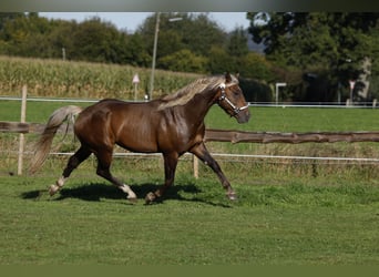 American Quarter Horse, Hengst, 7 Jahre, 147 cm, Brauner