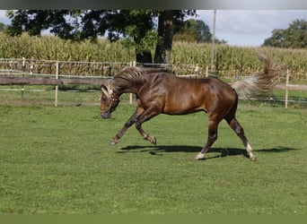 American Quarter Horse, Hengst, 7 Jahre, 147 cm, Brauner