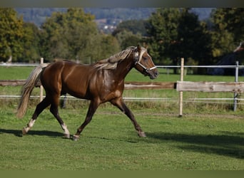 American Quarter Horse, Hengst, 7 Jahre, 147 cm, Brauner