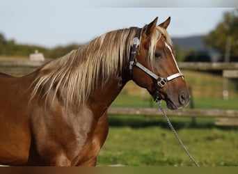 American Quarter Horse, Hengst, 7 Jahre, 147 cm, Brauner