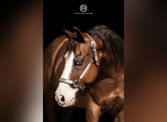 American Quarter Horse, Hengst, 19 Jahre, 145 cm, Brauner