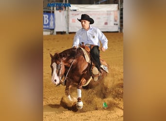 American Quarter Horse, Hengst, 19 Jahre, 145 cm, Brauner