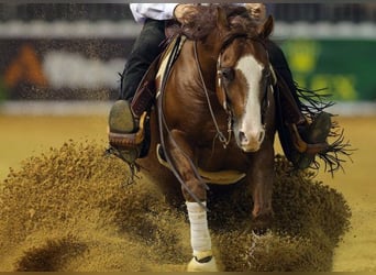 American Quarter Horse, Hengst, 19 Jahre, 145 cm, Brauner