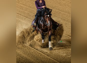 American Quarter Horse, Hengst, 8 Jaar, 148 cm, Bruin