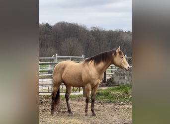 American Quarter Horse, Hengst, 9 Jaar, Buckskin