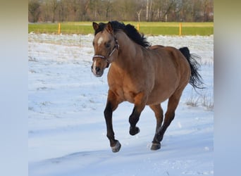 American Quarter Horse, Hengst, 18 Jaar, 150 cm, Buckskin