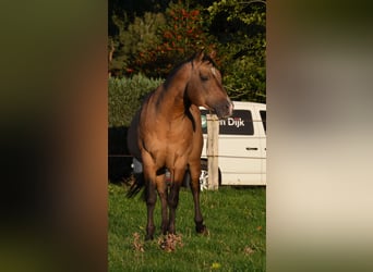 American Quarter Horse, Hengst, 16 Jaar, 150 cm, Buckskin