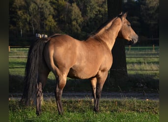American Quarter Horse, Hengst, 16 Jaar, 150 cm, Buckskin