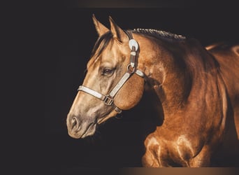 American Quarter Horse, Hengst, 4 Jahre, 156 cm, Buckskin