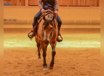 American Quarter Horse, Hengst, 4 Jahre, 150 cm, Buckskin