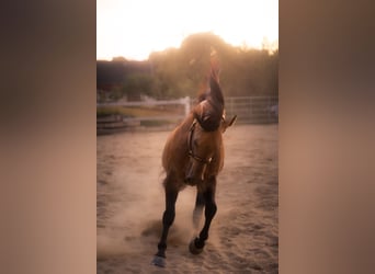American Quarter Horse, Hengst, 4 Jahre, 150 cm, Buckskin