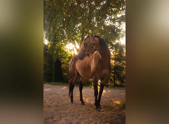 American Quarter Horse, Hengst, 4 Jahre, 150 cm, Buckskin