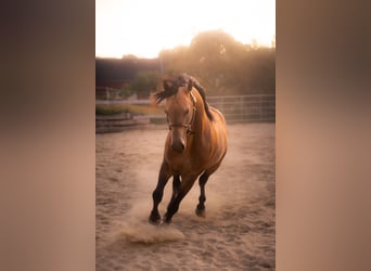 American Quarter Horse, Hengst, 4 Jahre, 150 cm, Buckskin