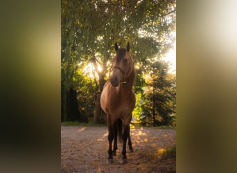American Quarter Horse, Hengst, 4 Jahre, 150 cm, Buckskin