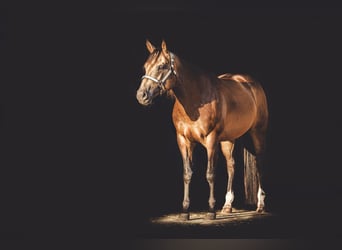 American Quarter Horse, Hengst, 4 Jahre, 156 cm, Buckskin