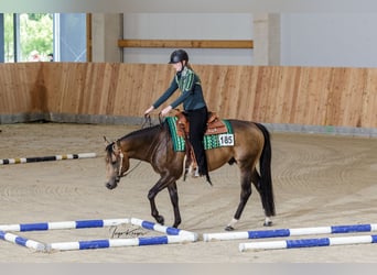 American Quarter Horse, Hengst, 4 Jahre, 156 cm, Buckskin
