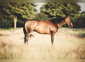 American Quarter Horse, Hengst, 4 Jahre, 156 cm, Buckskin