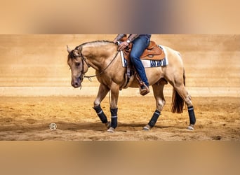 American Quarter Horse, Hengst, 10 Jaar, 159 cm, Champagne American Quarter Horse, Hengst, 10 Jaar, 159 cm, Champagne