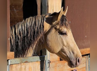 American Quarter Horse, Hengst, 10 Jahre, 159 cm, Champagne