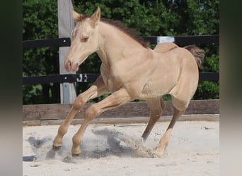 American Quarter Horse, Hengst, 9 Jahre, 158 cm, Champagne