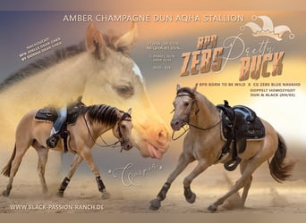 American Quarter Horse, Hengst, 8 Jahre, 158 cm, Champagne