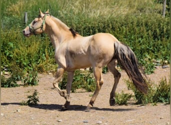 American Quarter Horse, Hengst, 9 Jaar, 158 cm, Champagne