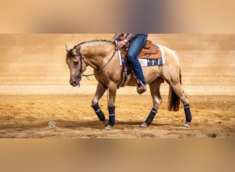American Quarter Horse, Hengst, 9 Jaar, 158 cm, Champagne