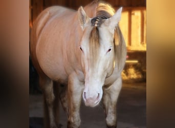 American Quarter Horse, Hengst, 7 Jahre, 152 cm, Champagne