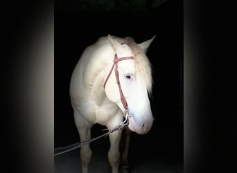 American Quarter Horse, Hengst, 7 Jahre, 152 cm, Champagne
