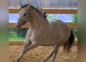 American Quarter Horse, Hengst, 8 Jahre, 158 cm, Champagne