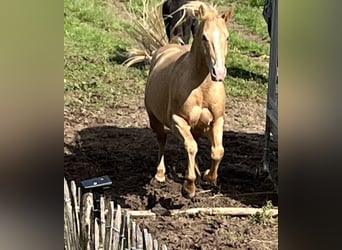 American Quarter Horse, Hengst, 5 Jahre, 147 cm, Champagne