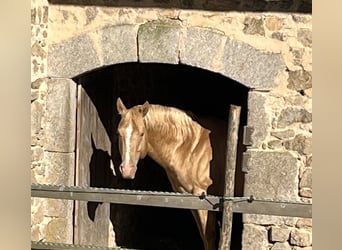 American Quarter Horse, Hengst, 5 Jahre, 147 cm, Champagne