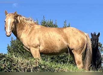 American Quarter Horse, Hengst, 5 Jahre, 147 cm, Champagne