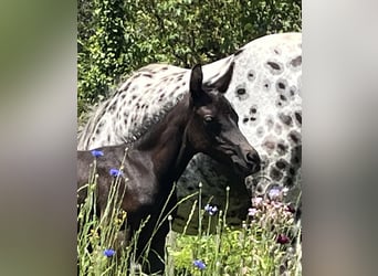 American Quarter Horse, Hengst, 5 Jahre, 147 cm, Champagne