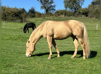 American Quarter Horse, Hengst, 5 Jahre, 147 cm, Champagne