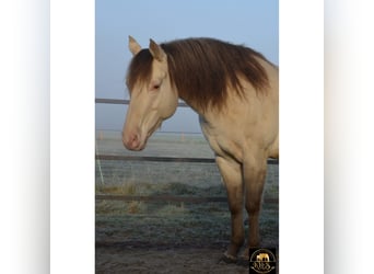 American Quarter Horse, Hengst, 7 Jahre, 150 cm, Champagne