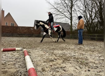 American Quarter Horse, Hengst, 10 Jahre, 158 cm