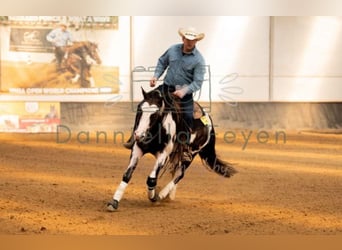 American Quarter Horse, Hengst, 10 Jahre, 158 cm