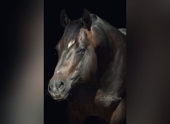 American Quarter Horse, Hengst, 11 Jaar, Donkerbruin