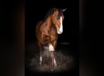 American Quarter Horse, Hengst, 7 Jaar, 154 cm, Donkere-vos
