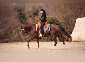 American Quarter Horse, Hengst, 7 Jaar, 154 cm, Donkere-vos