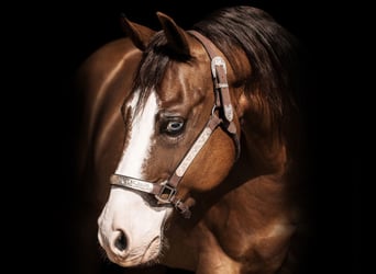 American Quarter Horse, Hengst, 17 Jaar, 147 cm, Donkere-vos