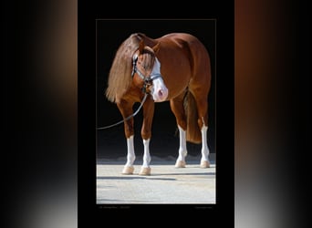 American Quarter Horse, Hengst, 5 Jaar, Donkere-vos