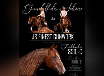 American Quarter Horse, Hengst, 7 Jaar, 145 cm, Donkere-vos