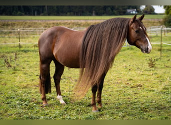 American Quarter Horse, Hengst, 8 Jaar, 145 cm, Donkere-vos