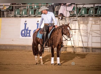 American Quarter Horse, Hengst, 8 Jaar, 145 cm, Donkere-vos